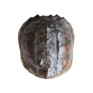 Antique Turtle Shell (XL)
