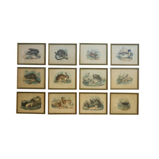 1800 Italian Hand Colored Animal Engraving (Set of 12)
