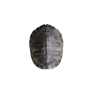Antique Turtle Shell (Medium)
